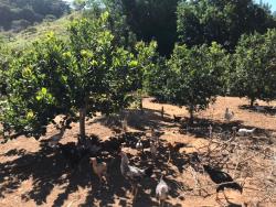 Chácara para Venda em Taubaté - 2