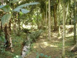 Sítio para Venda em Pindamonhangaba - 3