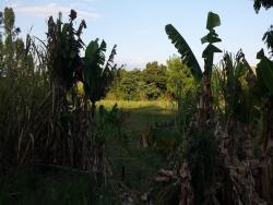 Chácara para Venda em Taubaté - 4