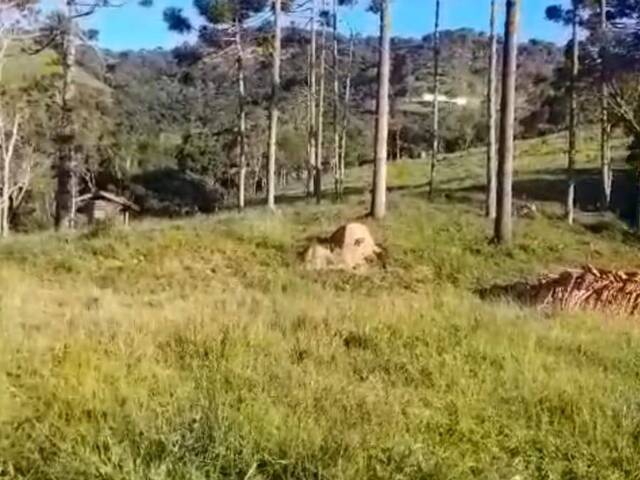 #19637 - Fazenda para Venda em Cunha - SP - 1