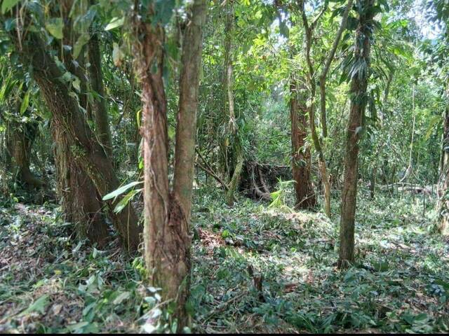 #19663 - Terreno para Venda em Ubatuba - SP - 2