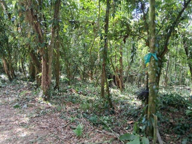 #19663 - Terreno para Venda em Ubatuba - SP - 3