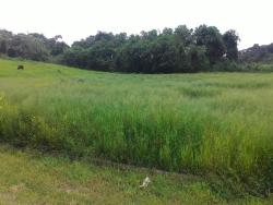 Terreno para Venda em Pindamonhangaba - 5