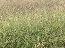 Terreno para Venda em Pindamonhangaba - 3